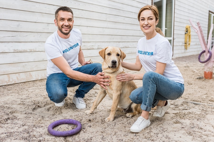 Animal Shelters