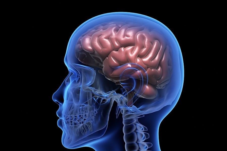 Human Brain