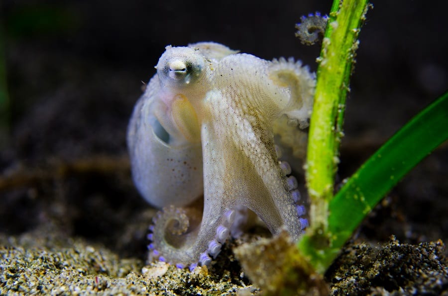 A Deep Dive Into The Molecular Sophistication Of Octopuses And Squids ...