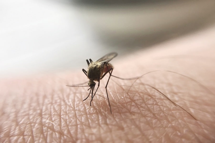 Malaria