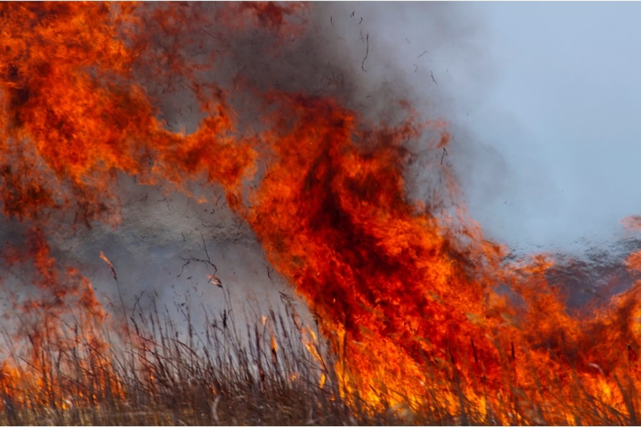 wildfires