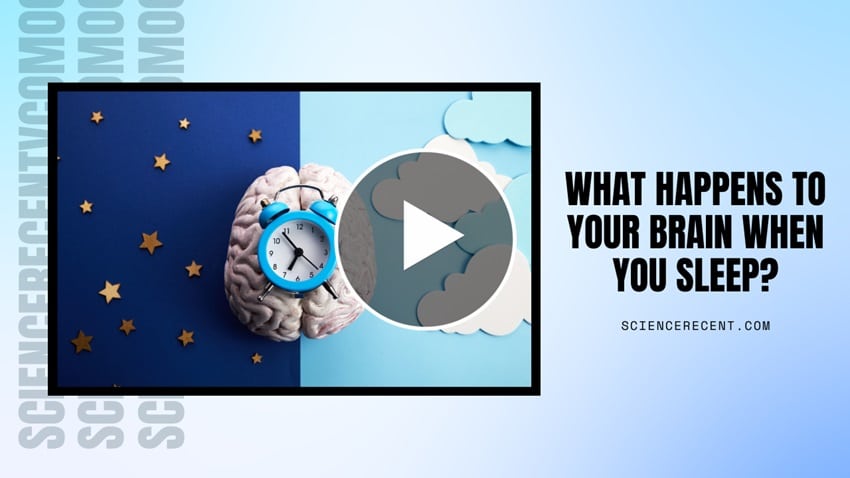 What Happens to Your Brain When You Sleep? - Science Recent - Your ...