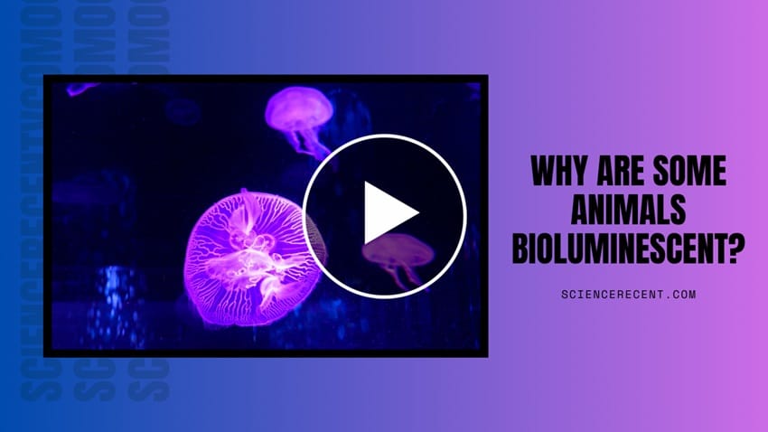 Why Are Some Animals Bioluminescent?