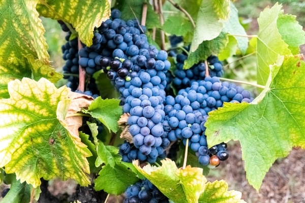 Antioxidant Discoveries